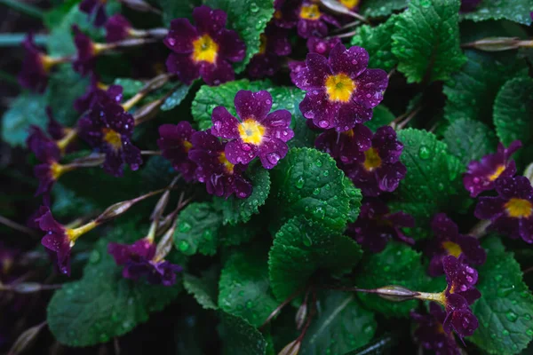 Flores Púrpuras Primula Fondo Textura Gotas Lluvia Onagra Después Lluvia —  Fotos de Stock