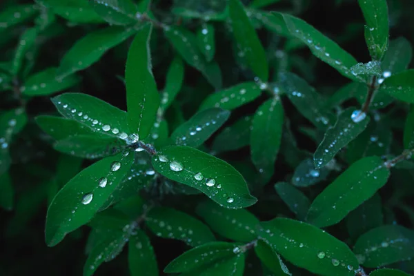 Zelené Listy Kapkami Deště Textury Pozadí Přírodní Pozadí Tapety — Stock fotografie