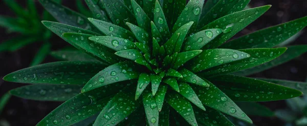 有雨滴纹理背景 自然背景和墙纸 顶部视图 — 图库照片