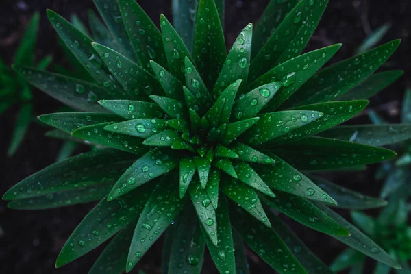 Зелене Листя Дощем Падає Текстури Фону Природний Фон Шпалери Вид — стокове фото