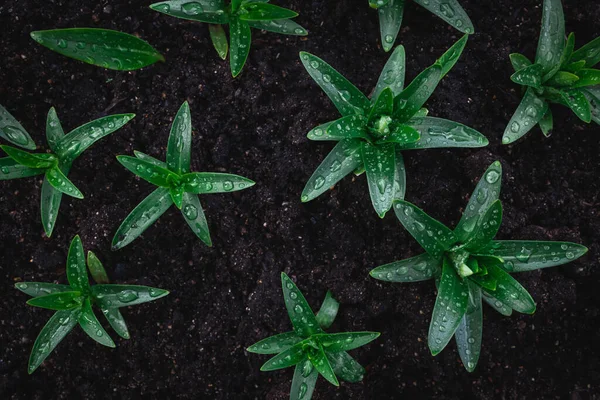 Zöld Levelek Esőcseppekkel Talajon Textúra Háttér Zöld Növények Mintázata Föld — Stock Fotó