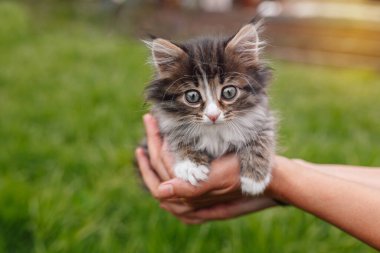 Kadın ellerindeki tüylü kedi yavrusu güneş ışığında çimlerin üzerinde bulanık arka planda.