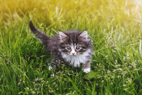 Little Fluffy Kitten Hunts Green Grass — Stock Photo, Image