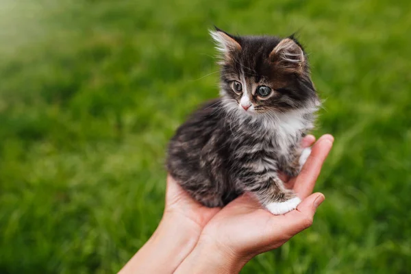 Kadın ellerindeki tüylü kedi yavrusu güneş ışığında çimlerin üzerinde bulanık arka planda.