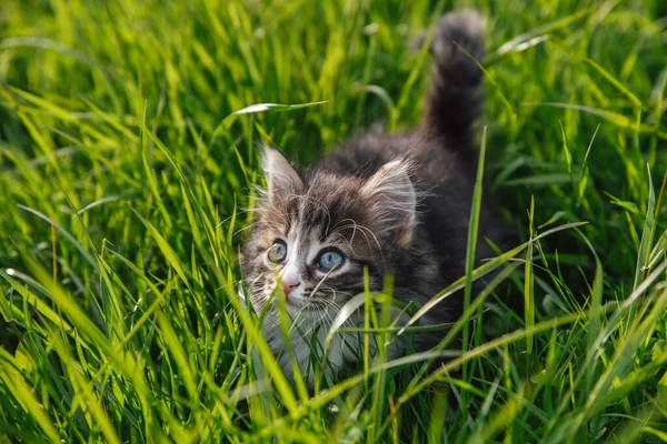 Little Fluffy Kitten Hunts Green Grass — Stock Photo, Image