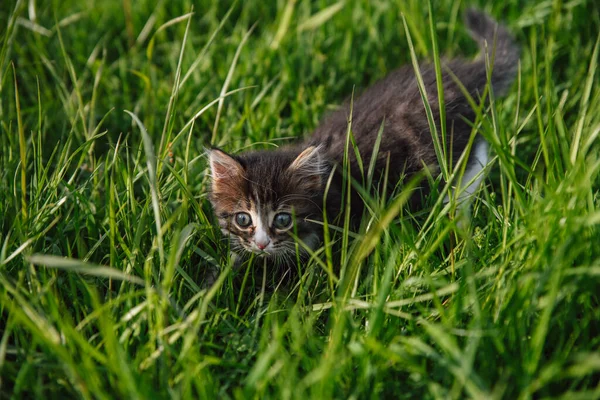 Küçük Tüylü Kedi Yavrusu Yeşil Çimlerde Avlanıyor — Stok fotoğraf