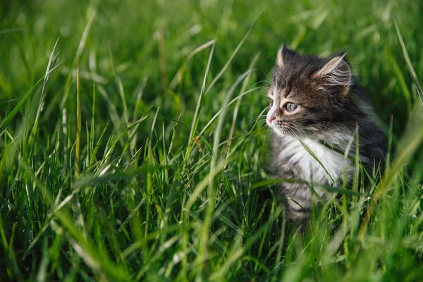 Little Fluffy Kitten Siberian Breed Green Grass Funny Domestic Animals — Stock Photo, Image