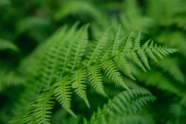 Sfondo Naturale Carta Parati Belle Foglie Felce Verde Nel Bosco — Foto Stock