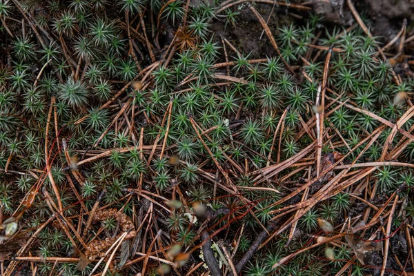 Natural Background Forest Litter Texture Green Moss Dry Pine Needles — Stock Photo, Image