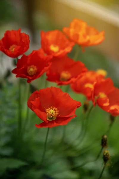 Beautiful Red Poppies Different Focus Flower Background — Stock Photo, Image