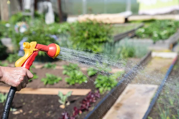 Gardening Gardener Watering Plants Watering Hose Close Hands — Stock Photo, Image