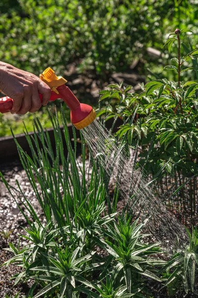 Κηπουρική Κηπουρός Ποτίζει Φυτά Από Ένα Σωλήνα Ποτίσματος Κοντινό Πλάνο — Φωτογραφία Αρχείου