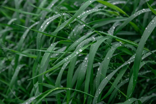 Groen Gras Met Druppels Van Dauw Textuur Achtergrond Natuurlijke Achtergrond — Stockfoto