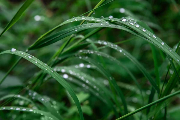 Hierba Verde Con Gotas Fondo Textura Rocío Fondo Pantalla Fondo —  Fotos de Stock