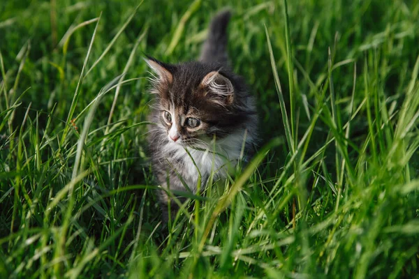 Little Fluffy Kitten Hunts Green Grass — Stock Photo, Image