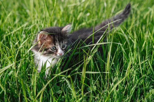 복슬복슬 고양이가 풀밭에서 사냥을 — 스톡 사진