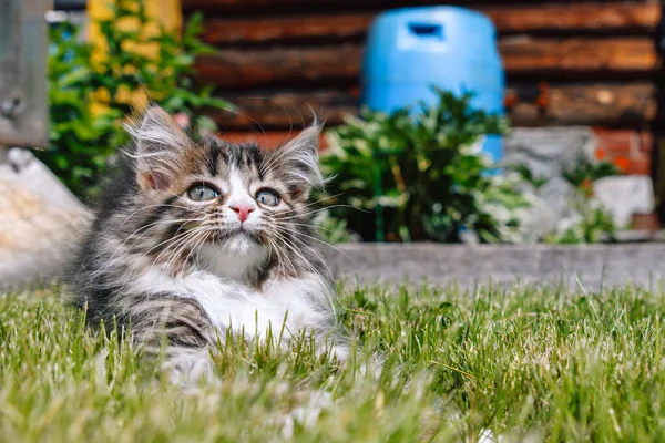 Küçük tüylü gri beyaz kedi yavrusu yeşil çimlerin üzerinde yatıyor. Komik bir yüzü var. Komik evcil hayvanlar.