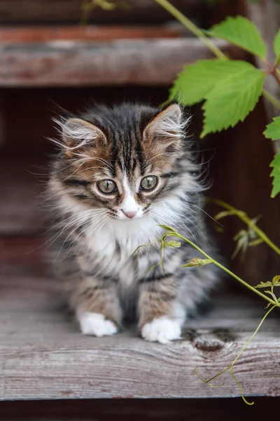 Küçük tüylü gri-beyaz kedi yavrusu ahşap bir verandada oturuyor. Komik evcil hayvanlar.