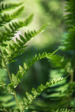 Doğal arka plan ve duvar kağıdı. Ormandaki güzel yeşil eğreltiotu yaprakları. Doğal eğreltiotu ile arka plan.