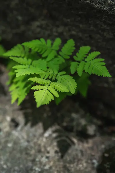 Sfondo Naturale Carta Parati Giovane Felce Cresce Una Pietra Nella — Foto Stock