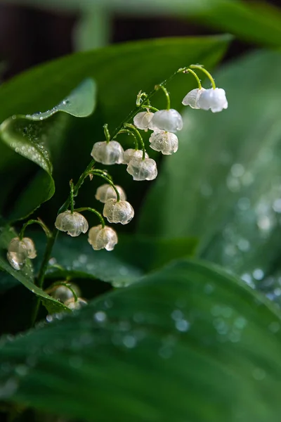 露珠中的白泉百合花 滴落在近处 — 图库照片