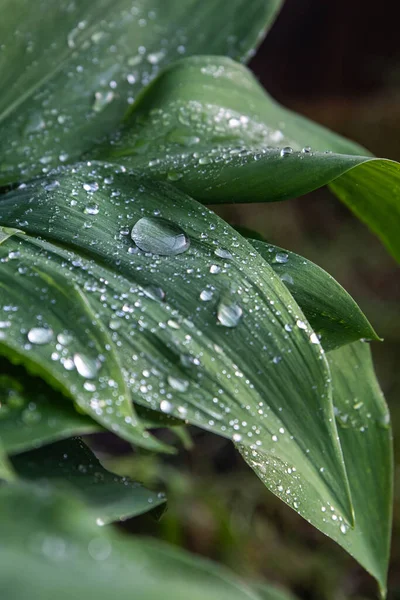 有雨滴纹理背景 天然背景和墙纸 — 图库照片