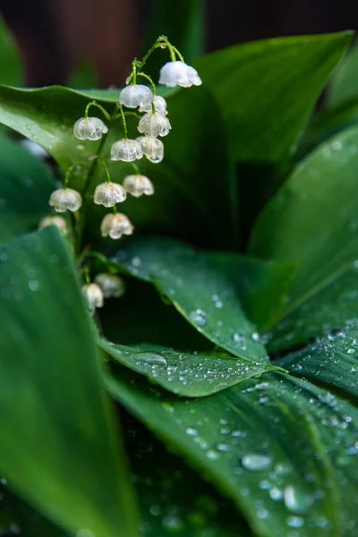 White spring lilies of the valley in dew drops close-up