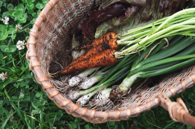 Erken hasat sepeti. Bahçeden taze hasat. Taze toplanmış havuçlar, soğanlar ve yeşiller yeşil otların arka planında hasır bir sepette yatıyor.