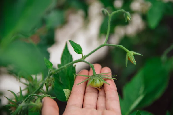 Homegrown Berkebun Dan Pertanian Konsept Tangan Memegang Tomat Hijau Mentah — Stok Foto