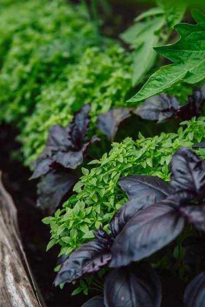 Homegrown Berkebun Dan Pertanian Konsept Penanaman Campuran Basileios Tumbuh Rumah — Stok Foto