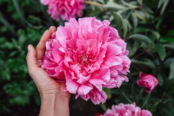 Hermoso Fondo Floral Mano Sostiene Una Enorme Flor Peonía Lila —  Fotos de Stock