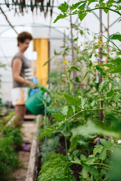 Homegrown Berkebun Dan Pertanian Konsept Bak Tomat Rumah Kaca Seorang — Stok Foto