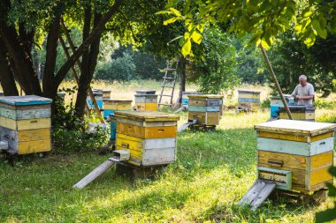 Arı kovanlı arı kovanı. Arı kovanının ağaçta durduğu bir yer.