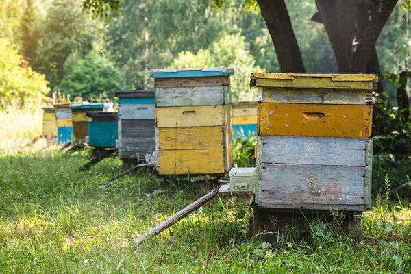 Пчелиная пасека с ульями. Улей с дерева стоит на пасеке.