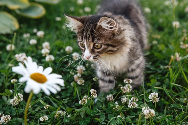 Poco Gris Blanco Mullido Gatito Sobre Hierba Verde Mira Una — Foto de Stock