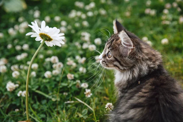 Mały Szaro Biały Puszysty Kotek Zielonej Trawie Patrzy Rumianek Śmieszne — Zdjęcie stockowe