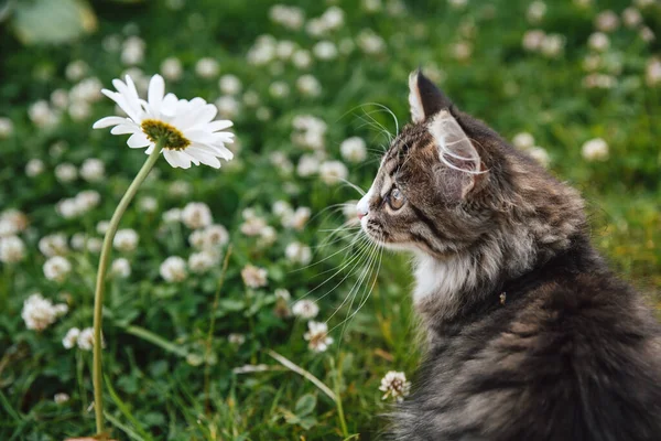 Klein Grijs Wit Pluizig Katje Groen Gras Kijkt Naar Een — Stockfoto