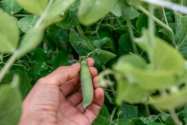 Memetik Tangan Kacang Polong Matang Dari Kebun — Stok Foto