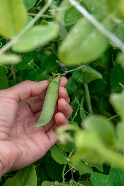 Memetik Tangan Kacang Polong Matang Dari Kebun — Stok Foto
