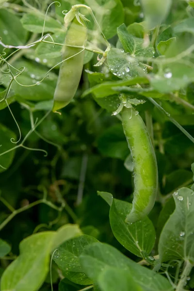 Sebuah Tanaman Kacang Polong Hijau Taman Pod Kacang Hijau Siap — Stok Foto