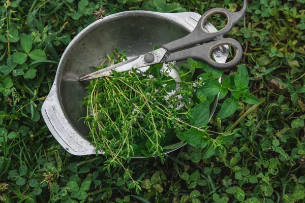 Berkebun Dan Konsep Pertanian Baru Dipotong Rempah Rempah Thyme Dan — Stok Foto