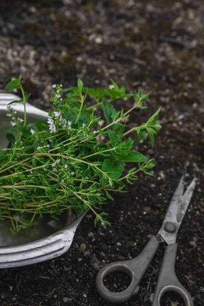Berkebun Dan Konsep Pertanian Baru Dipotong Thyme Dan Oregano Dalam — Stok Foto