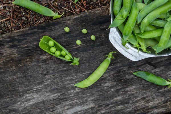 Harvest of ripe pods of green peas. Green peas in stitches in a metal bowl on a wooden natural background. Fresh green peas pods on a wooden board, top view, copy space