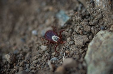 Tahta kenenin seçici odak noktası, Dermacentor değişkenleri, yerde sürünüyorlar.