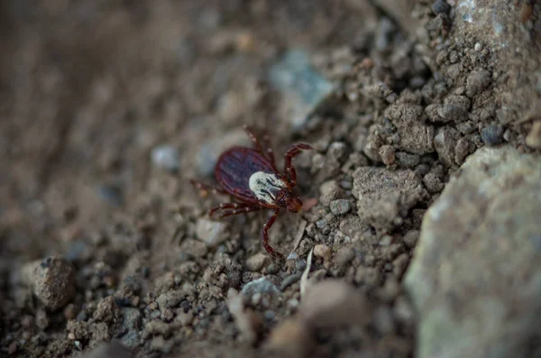 Selektywne skupienie kleszcza drzewnego, Dermacentor variabilis, czołgającego się po ziemi — Zdjęcie stockowe