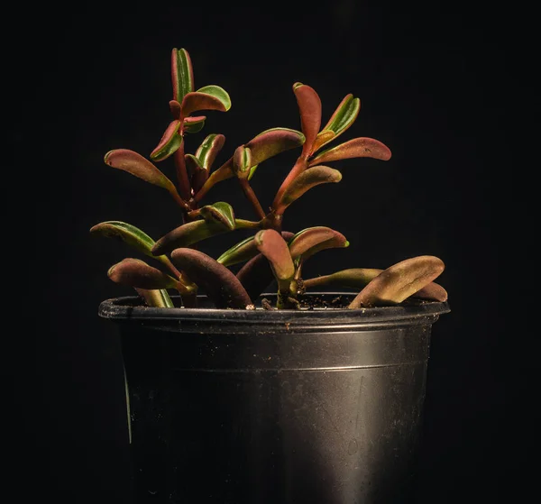Peperca veolens - сочное домашнее растение, родом из Эквадора. — стоковое фото