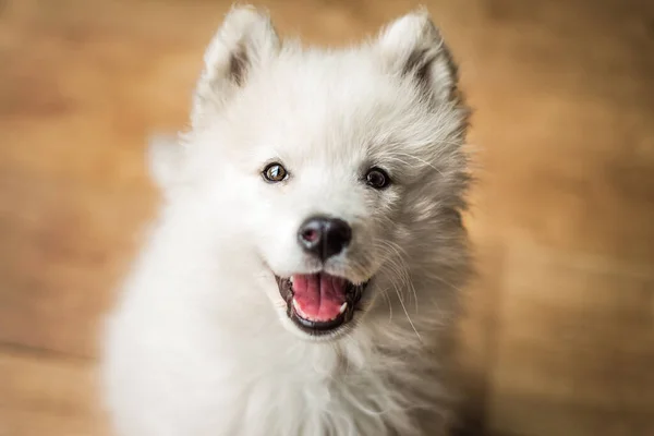 Bonito, jovem, brincalhão cachorrinho Samoyed dentro de casa olha para a câmera com uma expressão feliz e um sorriso — Fotografia de Stock