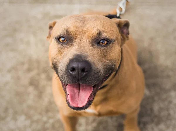 En vacker brun och blå Pit Bull skydd hund — Stockfoto