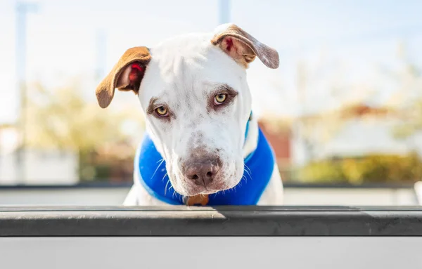 Liebenswerter Pitbull-Haustier, der aus einem Pickup in die Kamera blickt — Stockfoto