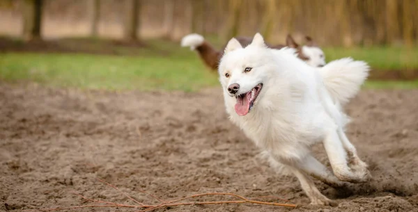 Şirin, tüylü, beyaz Samoyed köpeği köpek parkında koşup oynuyor. — Stok fotoğraf